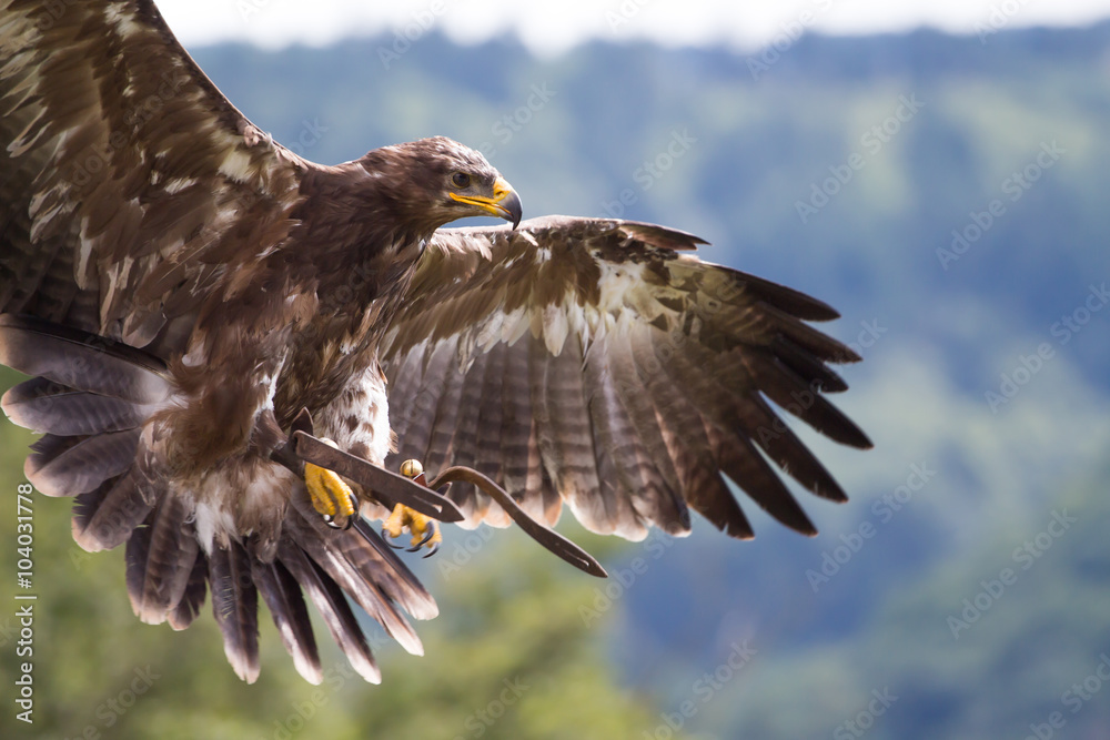 Naklejka premium Golden eagle, Germany