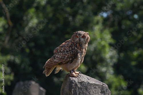 Eurasian eagle-owl, Germany