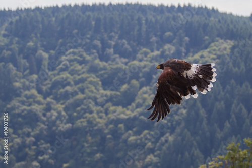 Golden eagle, Germany