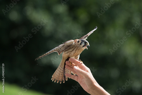 Baby kestrel, Germany