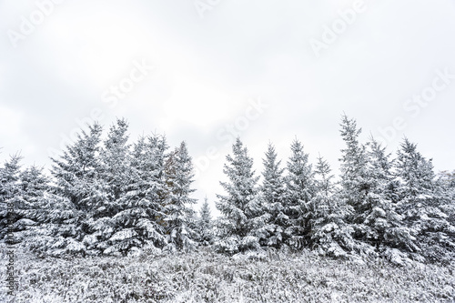 Fresh Snowfall on Evergreen Trees © Chris Gardiner
