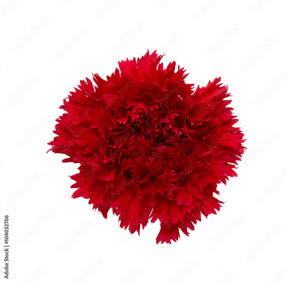 carnation flower isolated on white background carnation flower isolated on white background