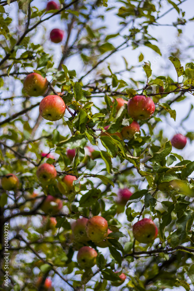 Ripe apples on tree under fresh early season snowfall Ripe apples on tree under fresh early season snowfall