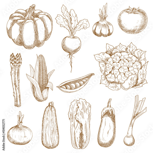 Farm vegetables sketches in vintage style