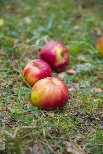 Apples on the grass