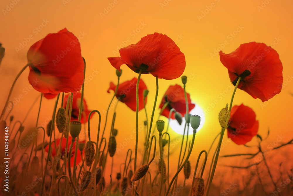 Fototapeta premium Feld mit roten Mohnblumen im Sommer