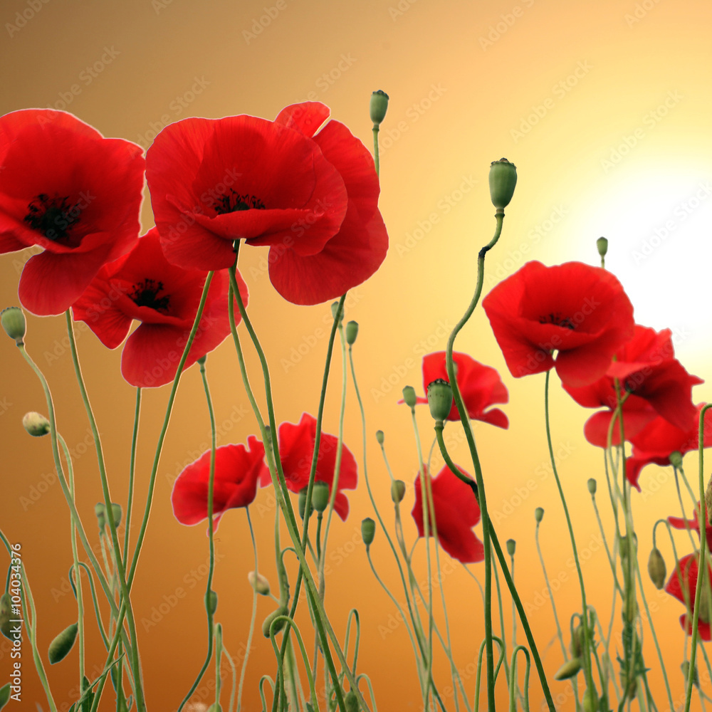 Obraz premium Pole czerwonych maków latem