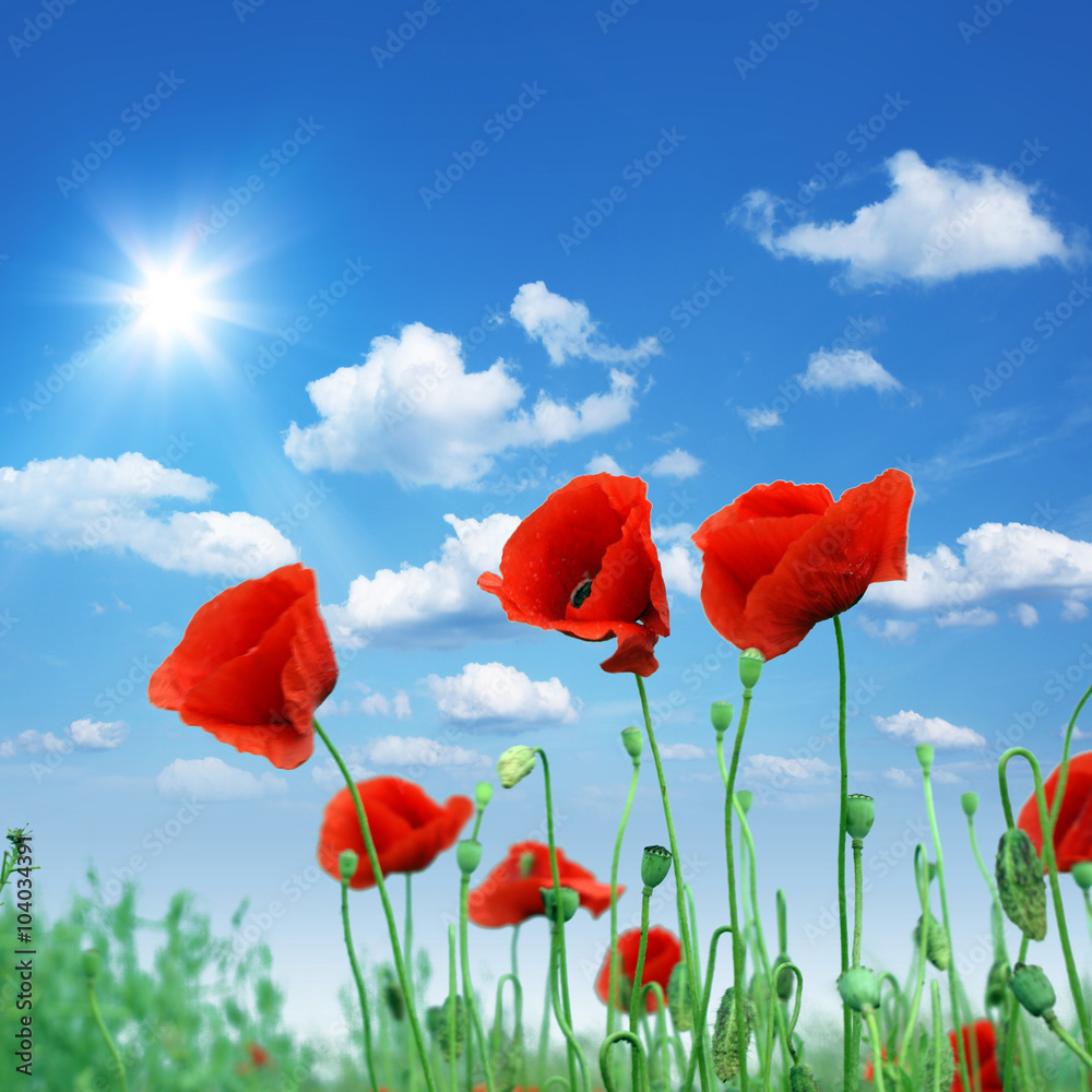 Naklejka premium Pole czerwonych maków w lecie