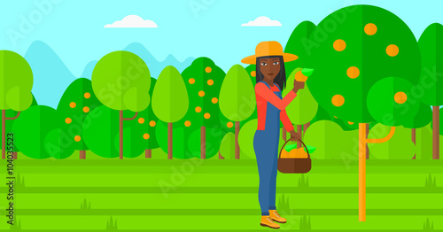 Farmer collecting oranges.