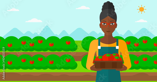 Farmer collecting tomatos.