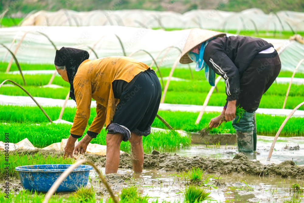 Vietnam farmer rice paddy on field in Hanoi