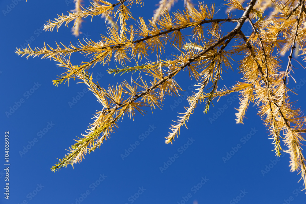 yellow tamarack larch tree in autumn against blue sky yellow tamarack larch tree in autumn against blue sky