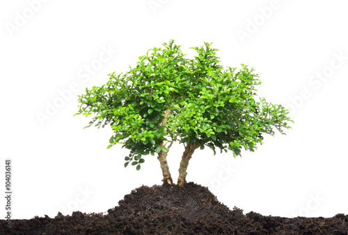 A small tree isolated on white background