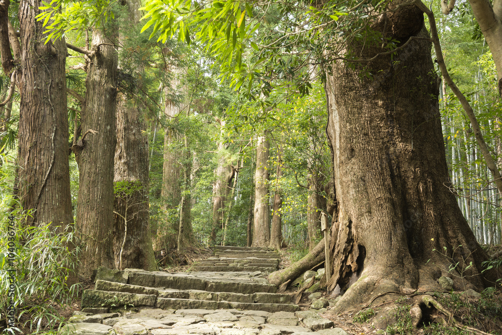 杉並木と熊野古道（大門坂）の石段の道