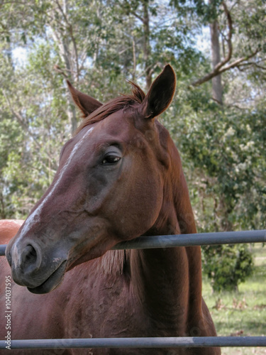 Tame horse waiting at gate in Queensland, Australia