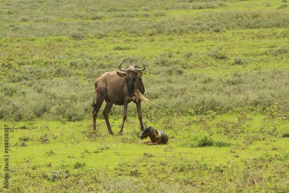During The Great Migration In South Serengeti A Wildebeest Gives Birth during-the-great-migration-in-south-serengeti-a-wildebeest-gives-birth