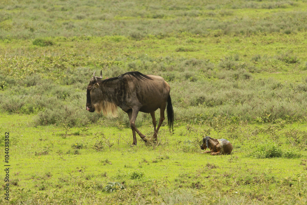 During the Great Migration in South Serengeti, a wildebeest gives birth to a new member of herd. Those pictures form a series of pictures that show the moment when the new calf was born. During the Great Migration in South Serengeti, a wildebeest gives birth to a new member of herd. Those pictures form a series of pictures that show the moment when the new calf was born.