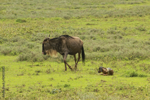 During the Great Migration in South Serengeti  a wildebeest gives birth to a new member of herd. Those pictures form a series of pictures that show the moment when the new calf was born.