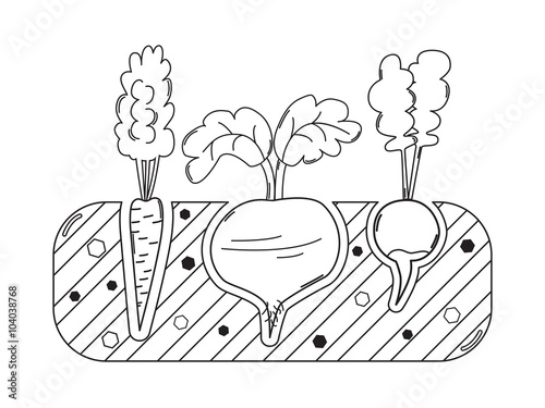 Thin line gardening bed with vegetables