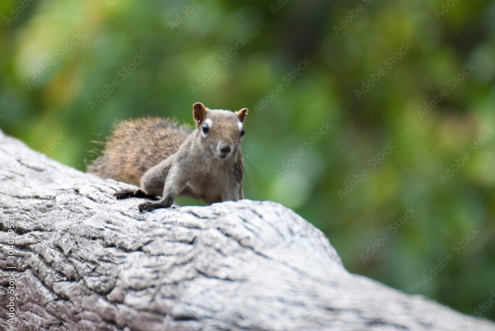 Naklejka premium Eastern Grey Squirrel