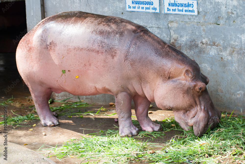 Hippo is eatting grass Hippo is eatting grass
