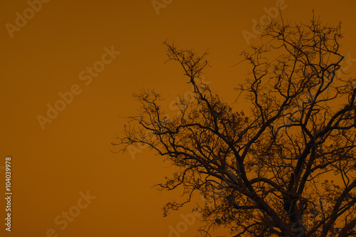 Background image of tree © chokmoso