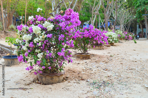 Flower Bougainvillea, botanical garden, decorative flowerbed, Thailand