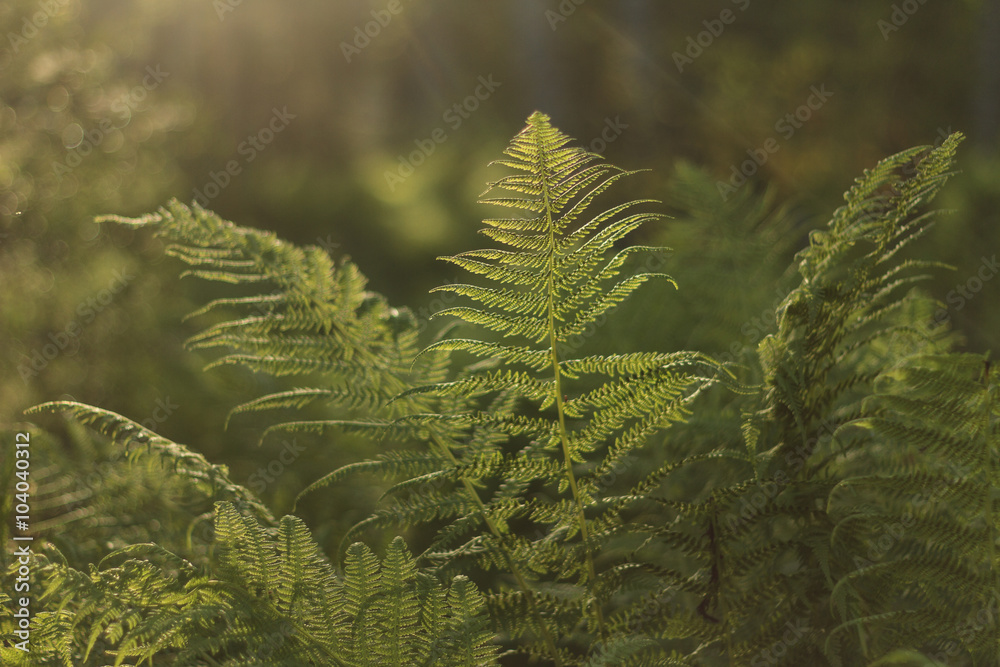The original world of ferns/The original world of ferns in the sun