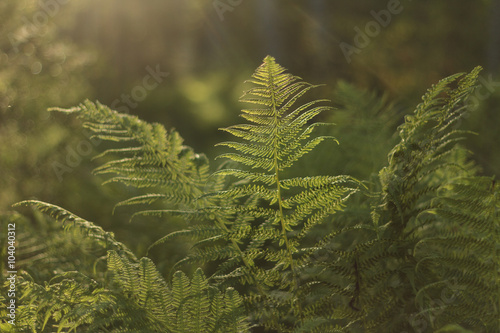 The original world of ferns/The original world of ferns in the sun