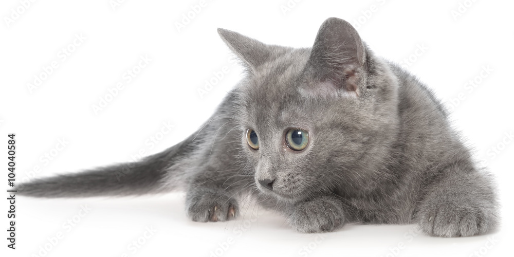 Frightened gray kitten lay isolated