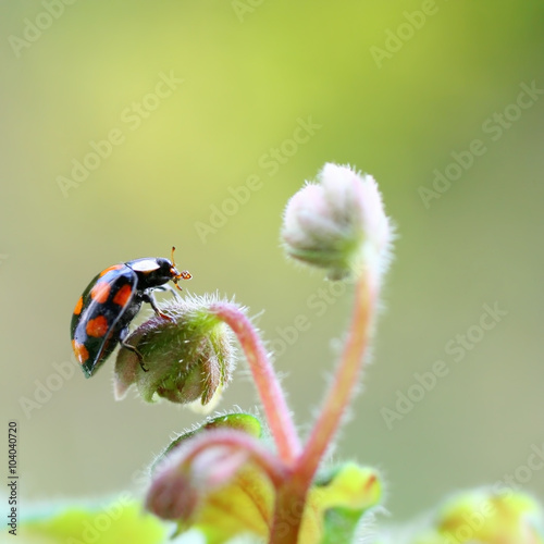ladybird beetle sitting on a leaf with soft focus