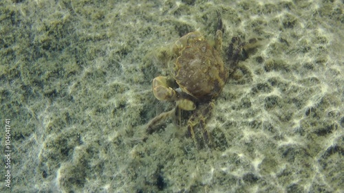 Grapsoid Crab crawling on muddy bottom, then leaves the frame.
 photo