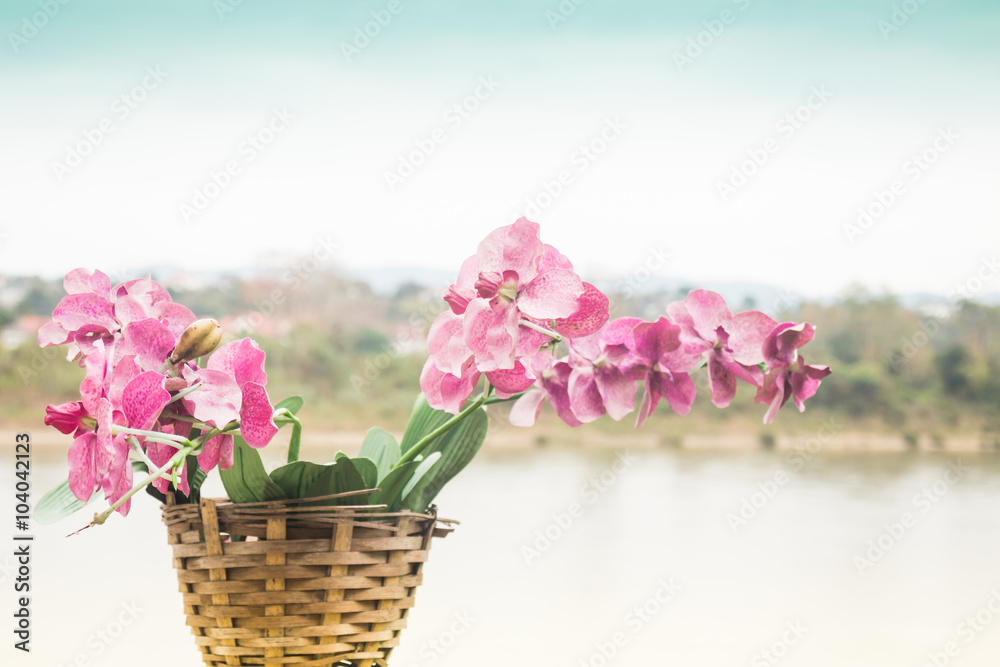 Naklejka premium Pink orchid flower blooming beside the river scenery