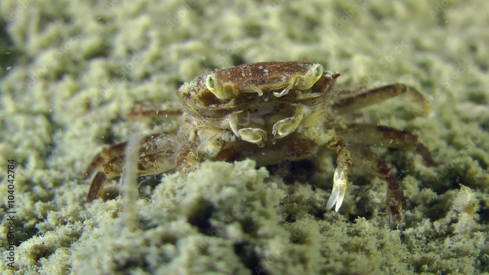 Gastropod Netted Dog Whelk comes out of ground in front of Grapsoid Crab.
Gastropod Netted Dog Whelk comes out of ground in front of Grapsoid Crab.