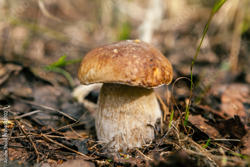One mushroom closeup