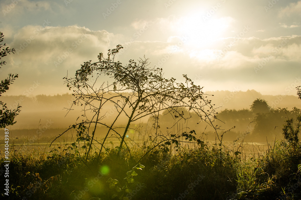 Obraz premium Sonnenaufgang mit goldenem Morgenlicht über einem Feld