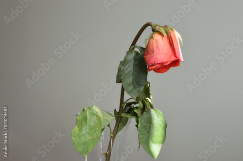 Fototapeta Naklejka Na Ścianę i Meble -  Faded rose tilted her head in a vase