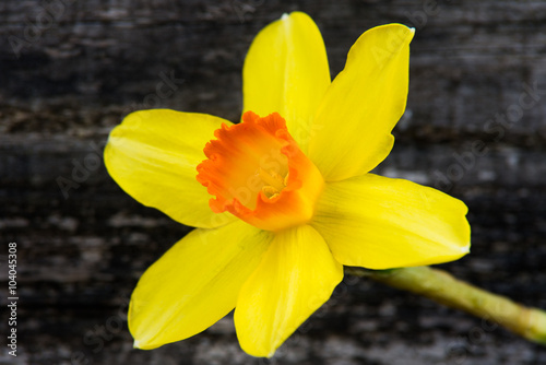 Fototapeta Naklejka Na Ścianę i Meble -  osterblüte gelb
