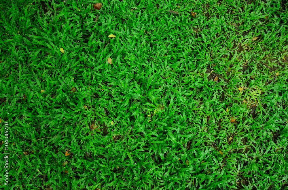 Green grass field