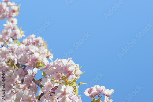 日本の桜の花　河津桜　 photo