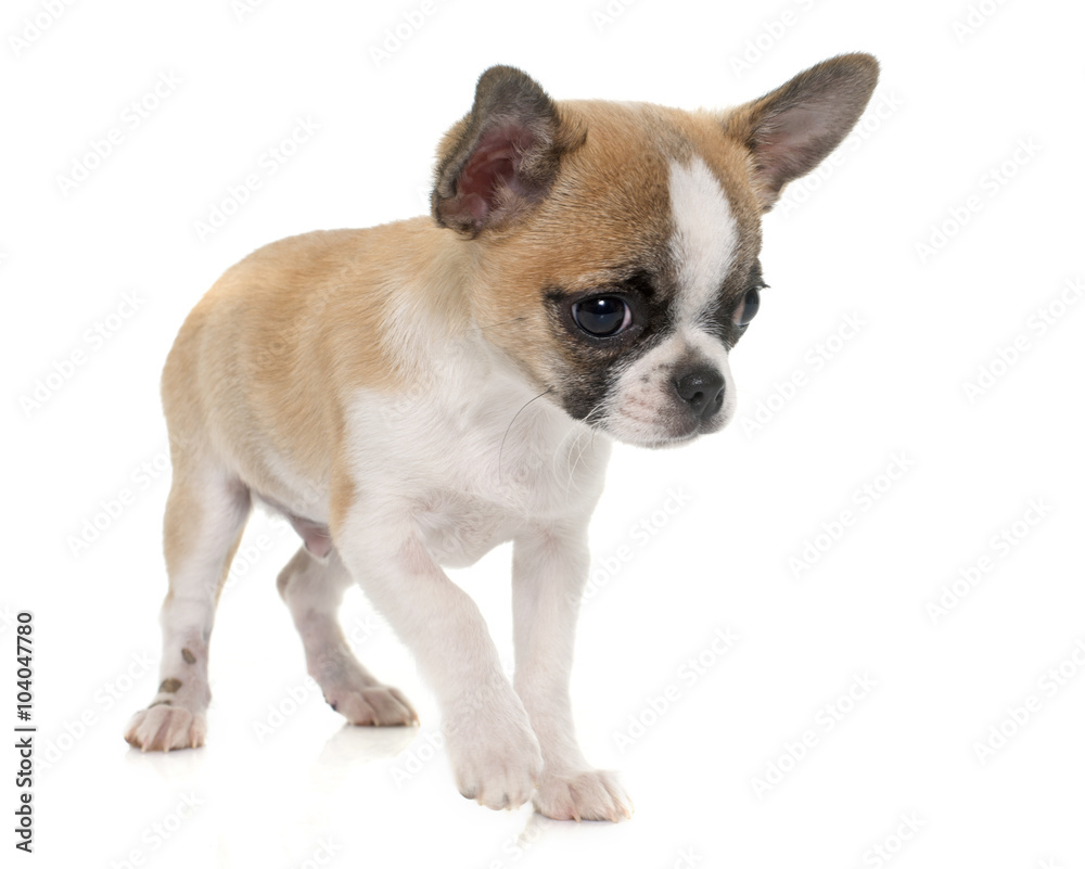 puppy shorthair chihuahua