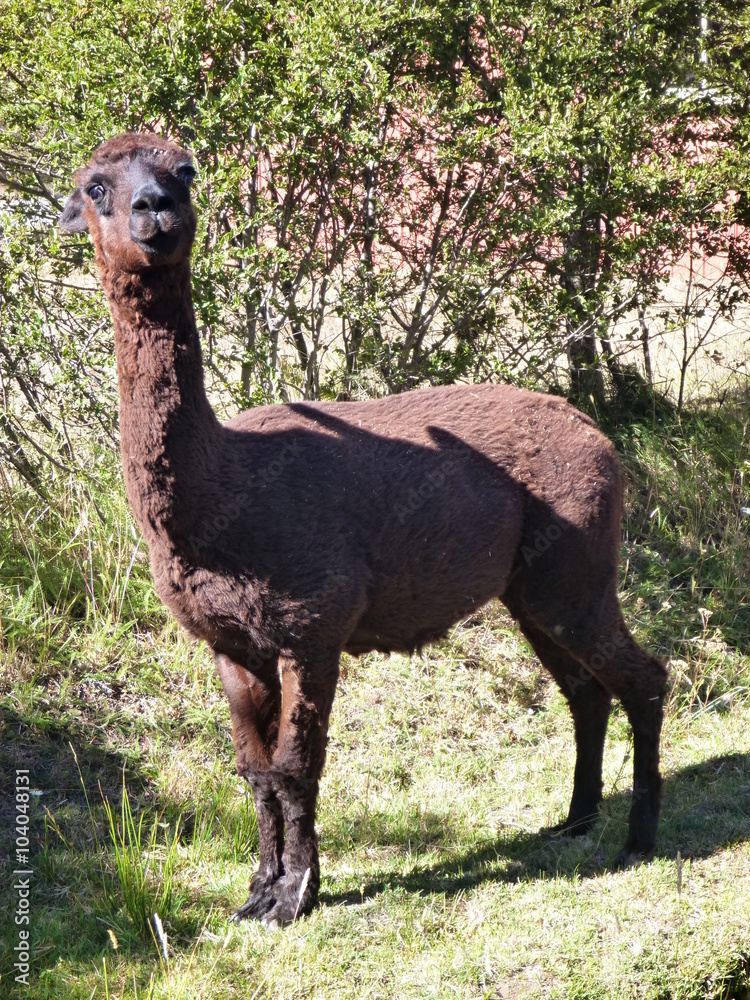 Fototapeta premium small cute brown alpaca with curious look