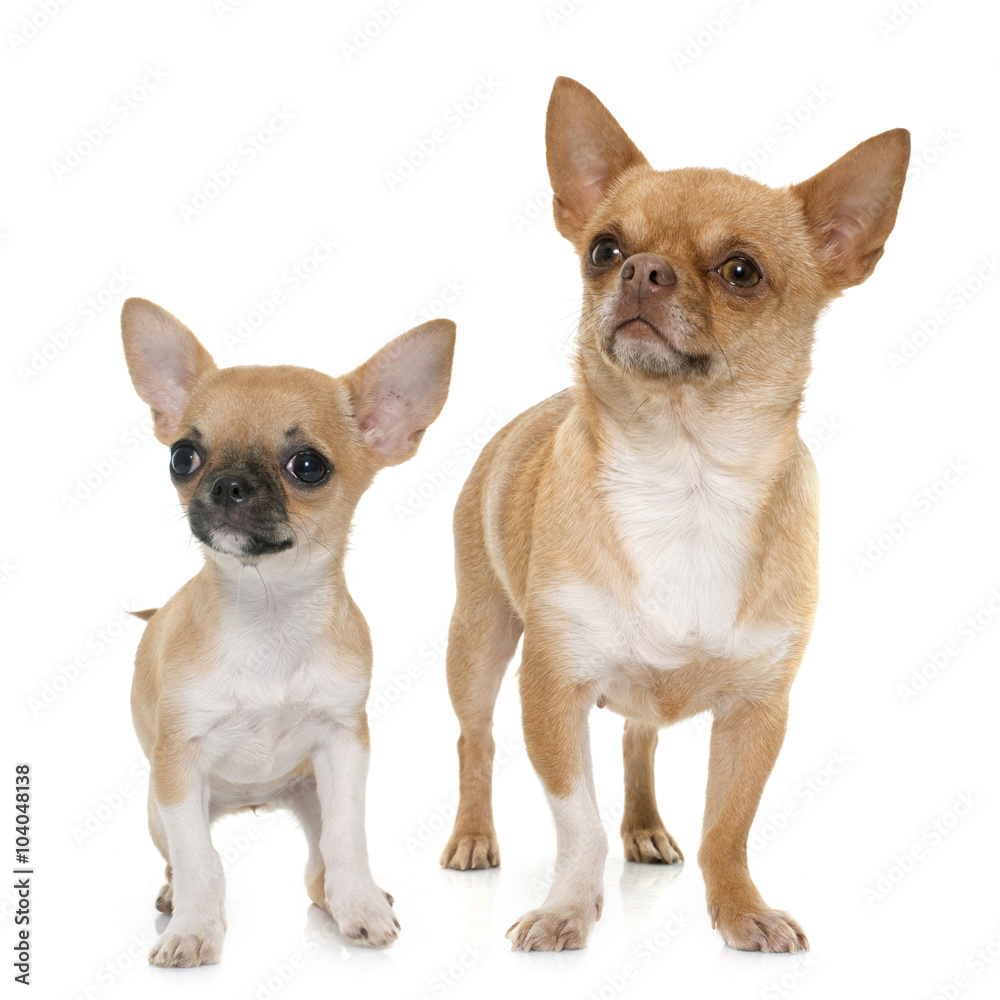 adult and puppy shorthair chihuahua