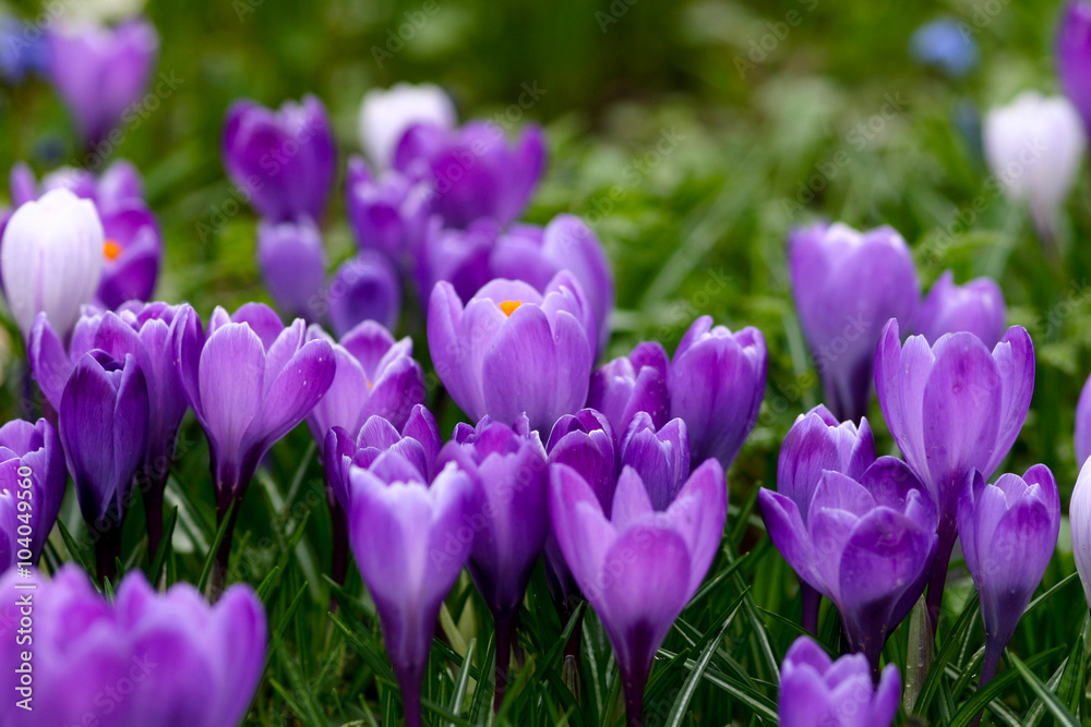 Krokusse auf einer Wiese