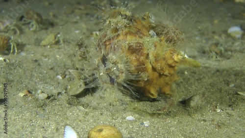 Several sea anemones on the shell of the gastropod Veined Rapa Whelk.
