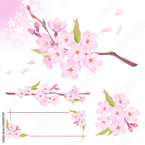 桜