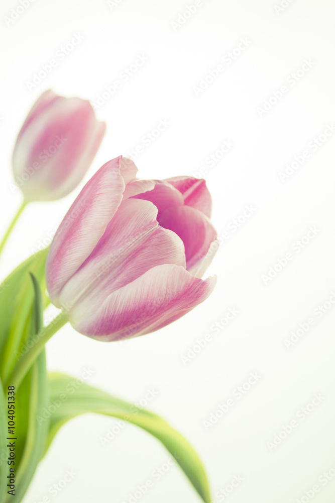 Photograph of a bunch of pink tulips on white background