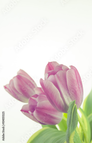 Photograph of a bunch of pink tulips on white background