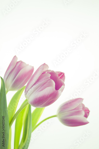 Photograph of a bunch of pink tulips on white background