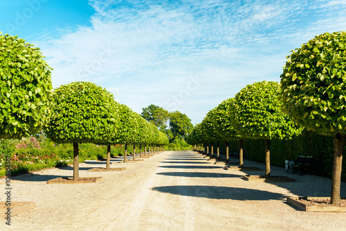 Alley of topiary green trees in Rundale royal ornamental garden.